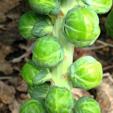Jingyan® Brussels Sprout Seeds