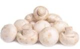White Mushroon Seeds 200+