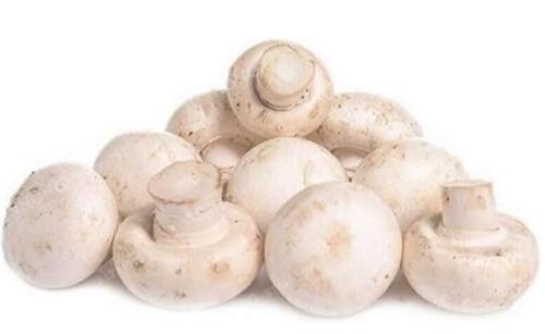 White Mushroon Seeds 200+