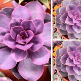 Bellfarm® Echeveria 'Purple Pearl' Seeds