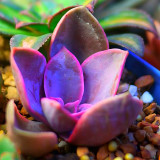 Bellfarm® Echeveria 'Purple Pearl' Seeds