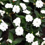 Bellfarm® Compact White Improved Impatiens Seeds