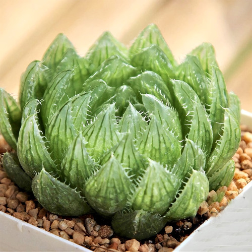 Haworthia cooperi var. picturata Seeds