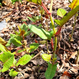 Bellfarm® Reynoutria japonica Seeds