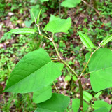 Bellfarm® Reynoutria japonica Seeds
