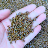 Bellfarm® Semen cassiae Seeds