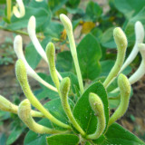 Bellfarm® Chinese Honeysuckle Seeds