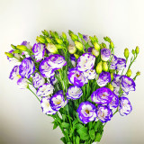 Lisianthus Seeds, White Flowers with Purple Rim