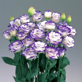 Lisianthus Seeds, White Flowers with Purple Rim