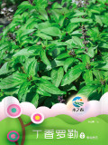 Bellfarm® Clove Basil Seeds
