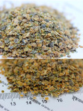 Bellfarm® Dwarf Matthiola Incana Mixed Seeds