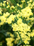 Bellfarm® Yellow Sea Lavender Seeds