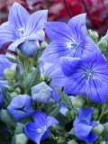 Bellfarm® Blue Ballon Flower Seeds