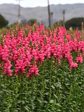 Bellfarm® Tall Pink Snapdragon Seeds