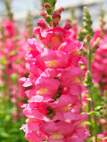 Bellfarm® Tall Pink Snapdragon Seeds