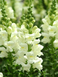 Bellfarm® Tall White Snapdragon Seeds