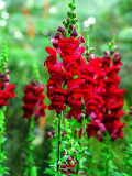 Bellfarm® Tall Dark Red Snapdragon Seeds