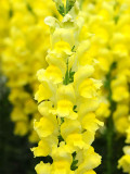 Bellfarm® Tall Dark Yellow Snapdragon Seeds
