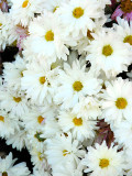 Bellfarm® White Lar Dual Daisy Seeds