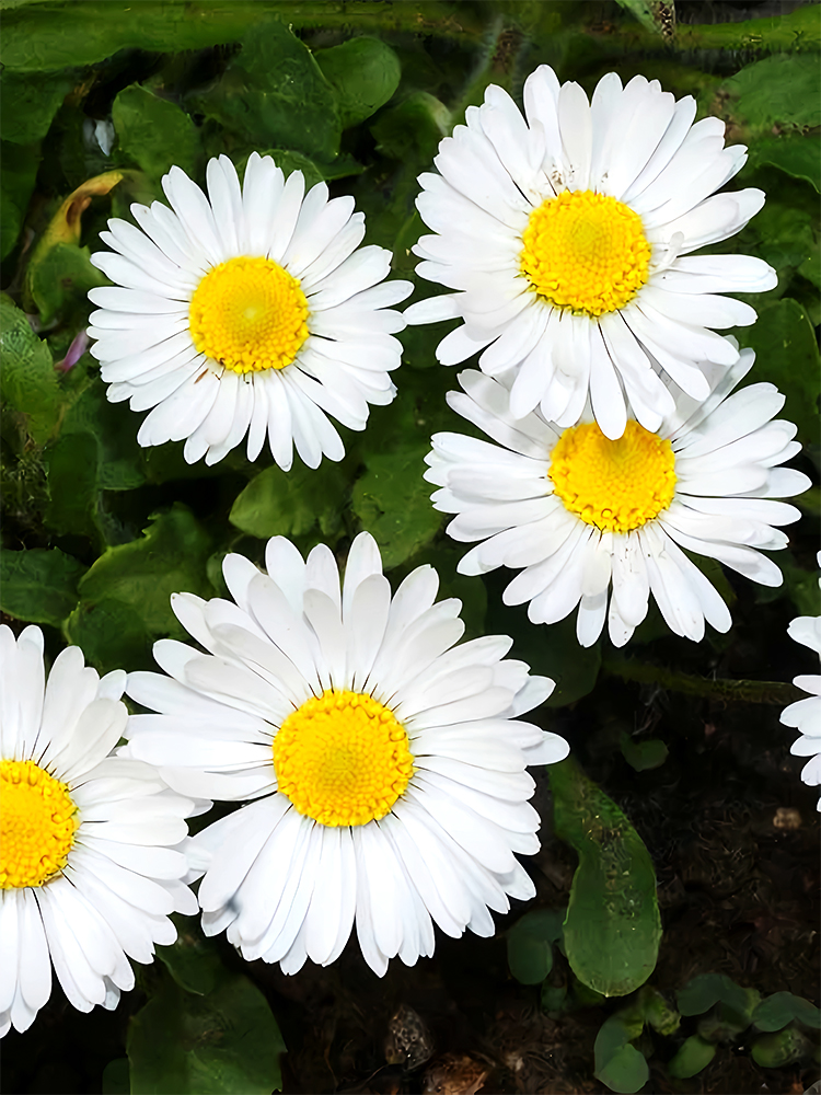 Bellfarm®WhiteMidSingDaisySeeds