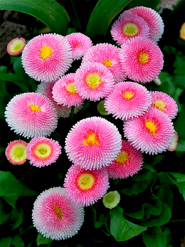 Bellfarm® Pink Mid Daisy Seeds