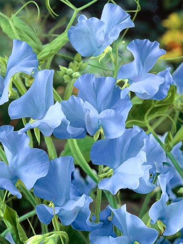 Bellfarm® Blue Tall Sweet Pea Seeds