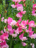 Bellfarm® Pink Tall Sweet Pea Seeds