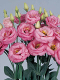 Eustoma, Colors Opitional