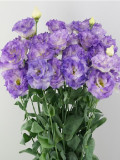 Eustoma, Colors Opitional
