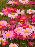 Bellfarm® Chrysanthemum Robinson's Mix Seeds