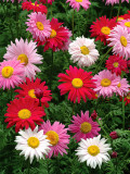 Bellfarm® Chrysanthemum Robinson's Mix Seeds