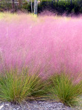 Bellfarm® Pink Muhly Grass