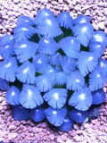 Haworthia Cooperi, Blue
