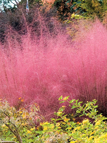 Bellfarm® Pink Muhly Grass
