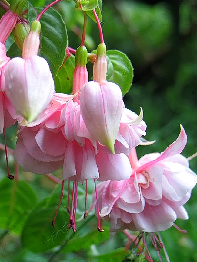 Fuchsia Pink, Double Flowers