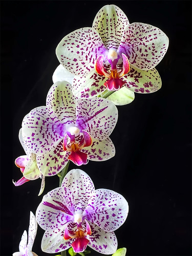 Tiger Phalaenopsis Orchid