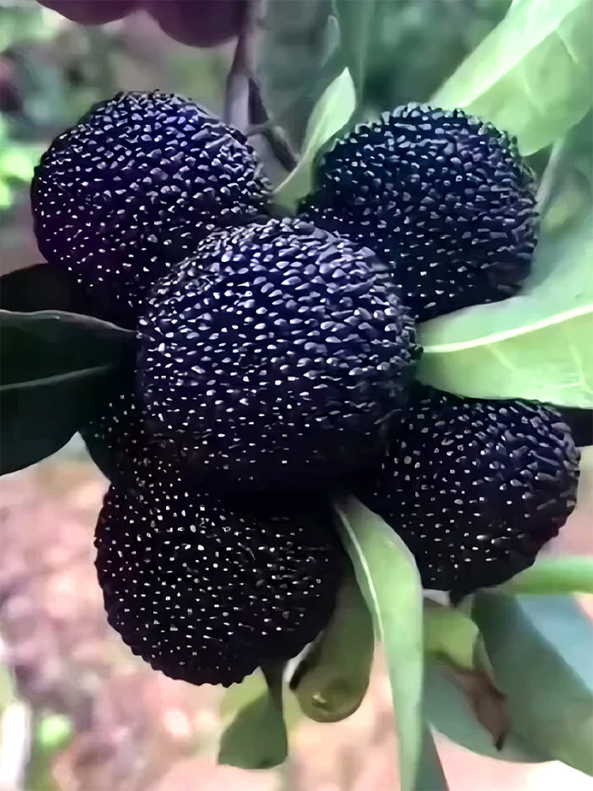 Myrica Rubra, Black Bayberry
