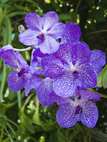 Rare Blue Vanda Orchids
