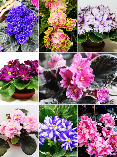African Violet, Mixed