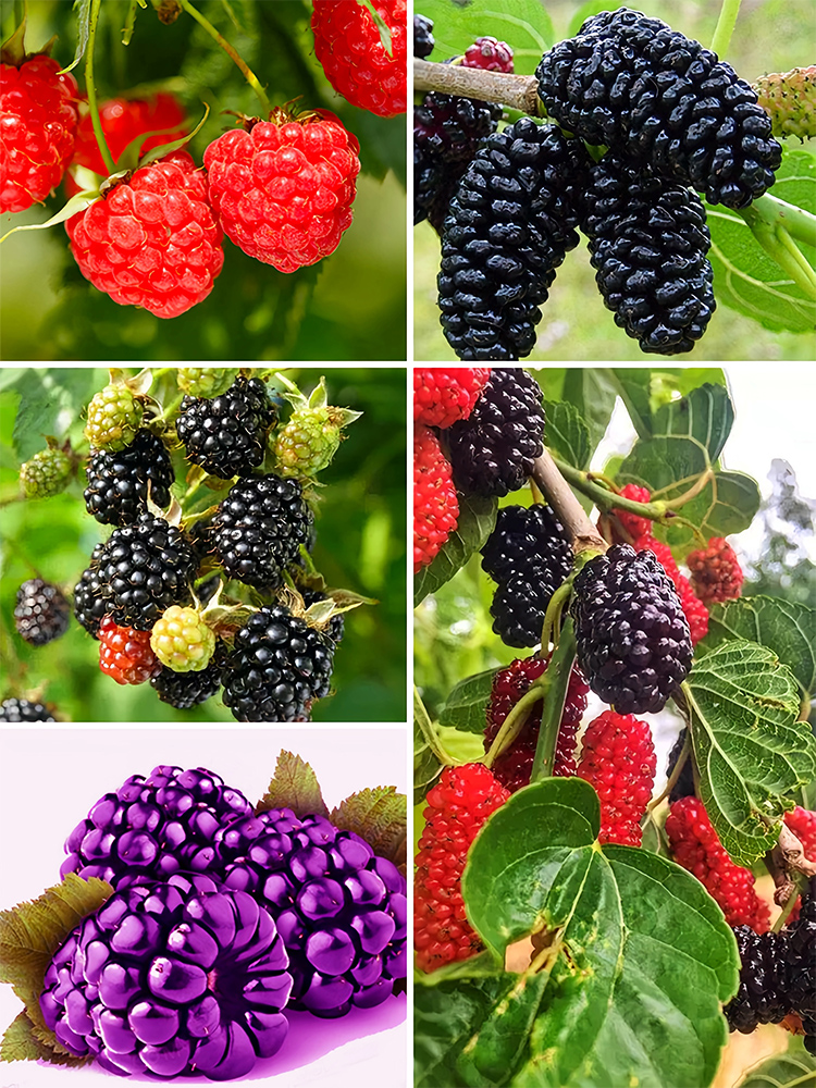 BlackBerry,Mulberry,Raspberry,Mixed