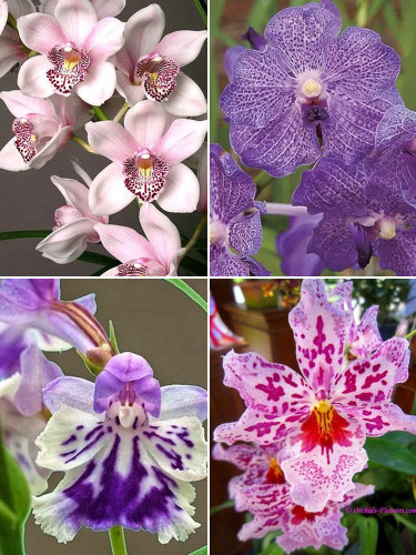 Rare Orchid, Mixed