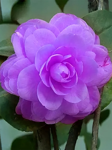 Camellia, Purple