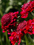Bellfarm® Scabiosa Atropurpurea, Red