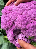 Bellfarm® Broccoli, Mixed Purple/Romanesco/Yellow