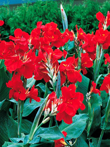 Canna, Red