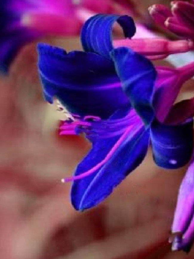 Beautiful Day Lily Flowers, Dark Blue