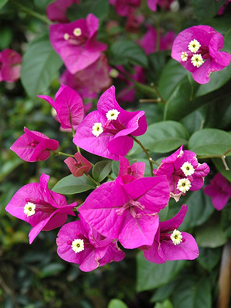 Bougainvillea,Purple