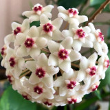 Hoya