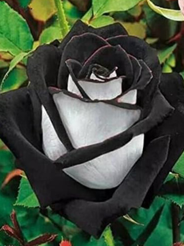 Rose, Black White Petals