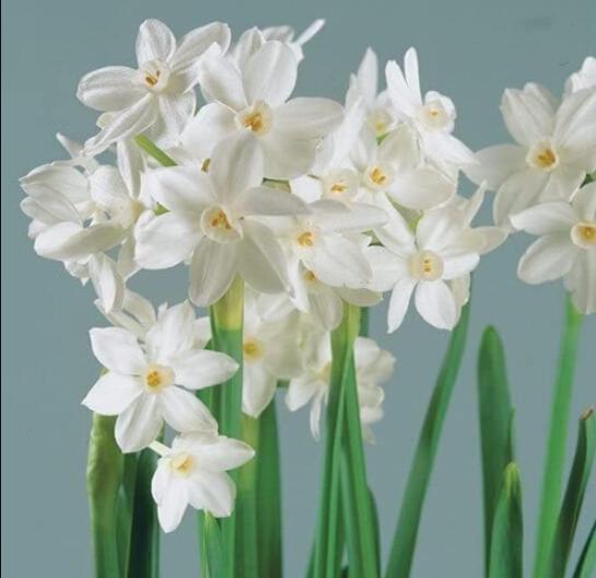 Narcissus Flowers, White